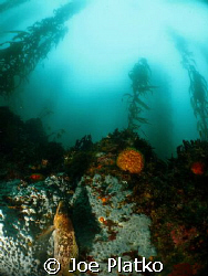 rockfish resting vertically on a rock at Monastery Beach ... by Joe Platko 